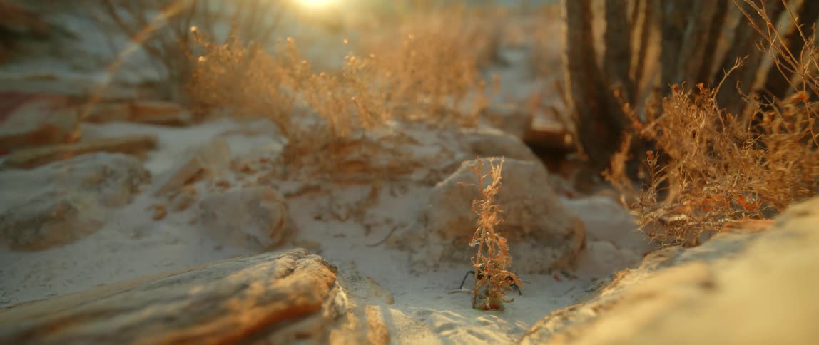 The insect is crawling in the desert