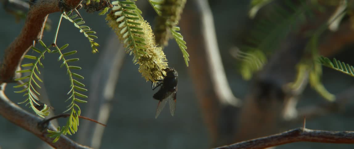 A horse fly on the yellow flower of a blooming tree