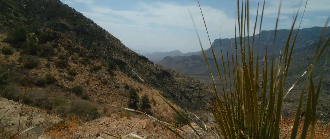 Plant sits on slope overlooking valley with misty mountains in the backgroun