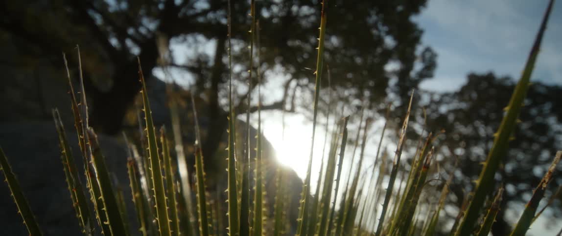 The sun shines brightly on thorny plants between trees and over a mountain