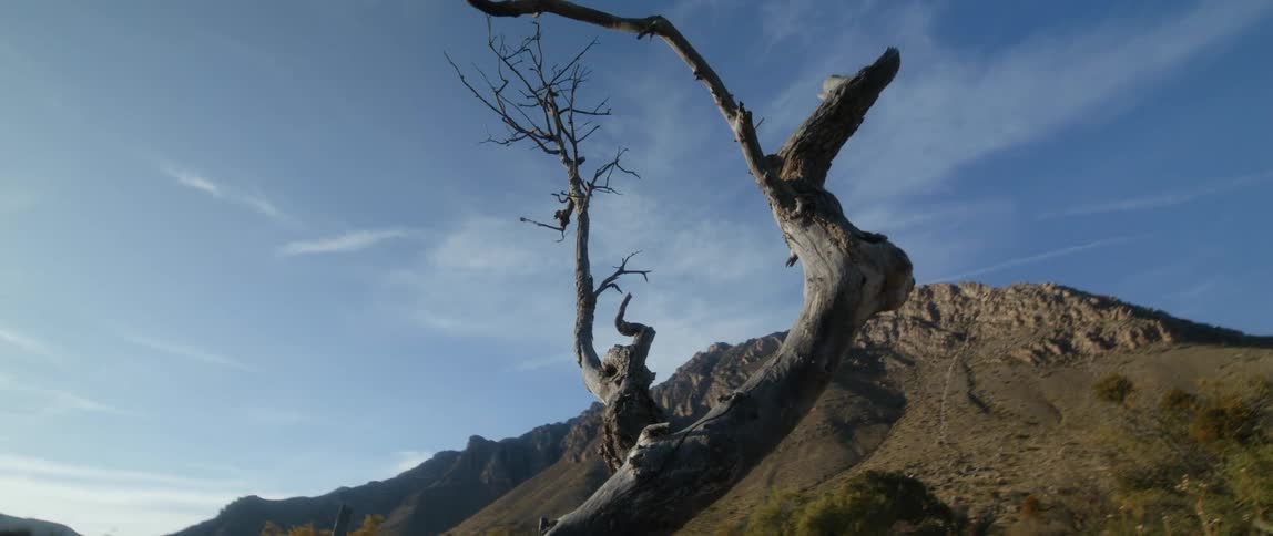 The branch is hanging over the mountains