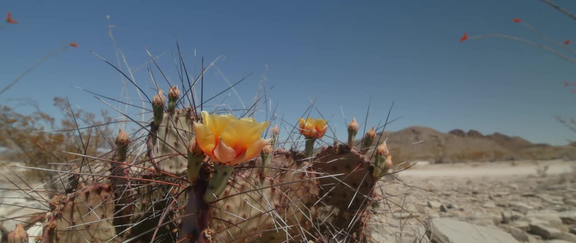 A view of a cactus outdoors