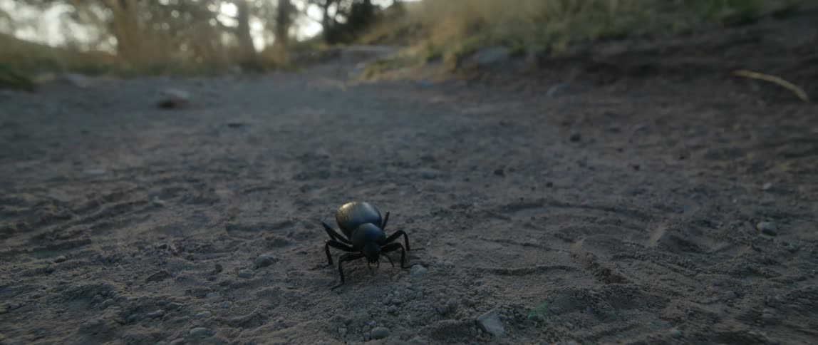 A view of a bug walking outdoors