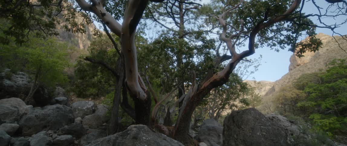 A large climbing tree is growing between boulders on a mountain