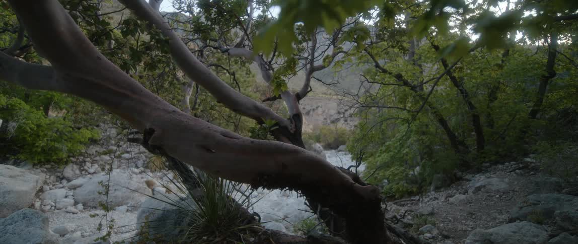 Trees with curving branches brush and stone on a river bank