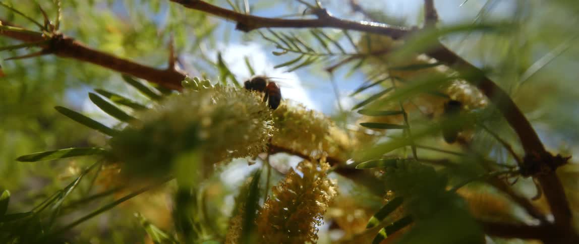 Two bees are crawling on outdoor flowers