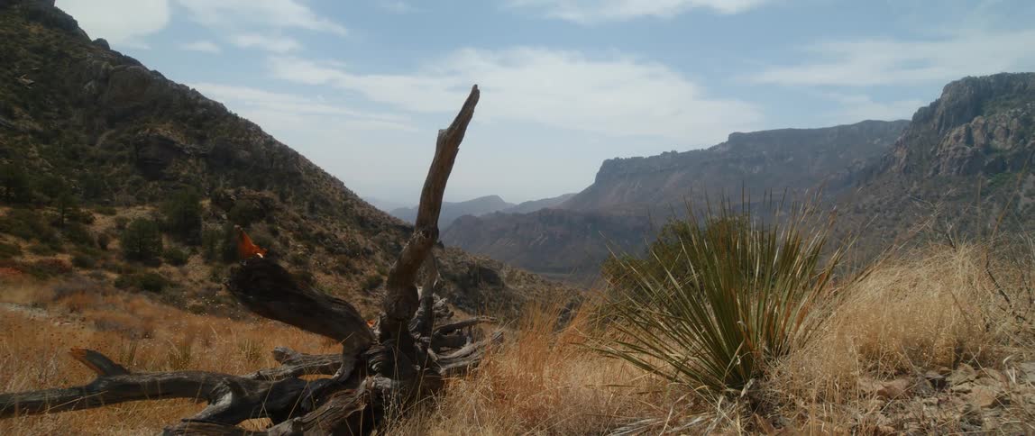 View of fallen tree and mountainous area