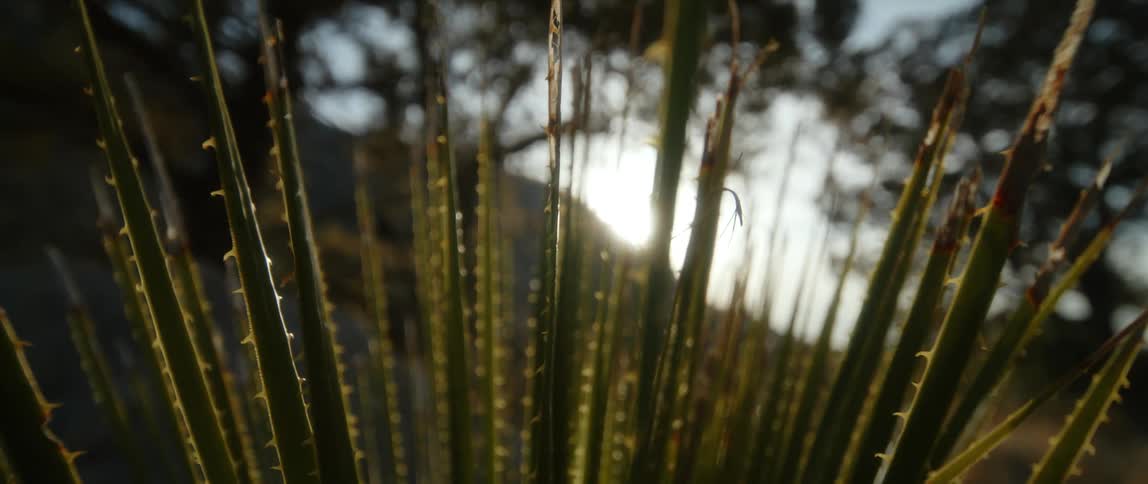 An aloe plant shares a hillside with trees