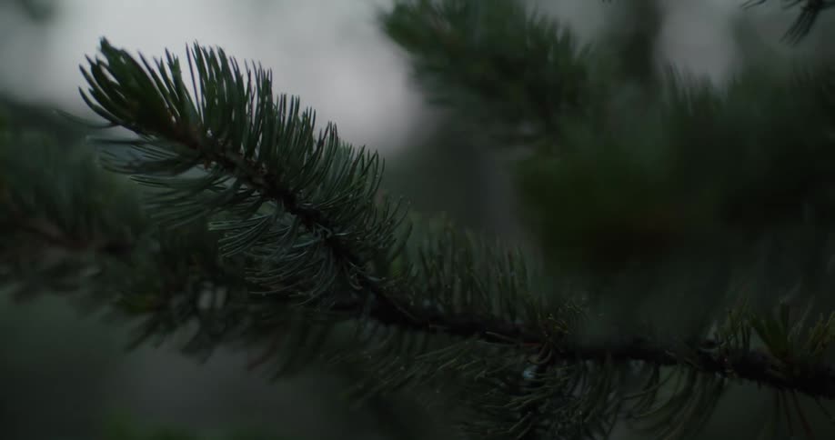 The needles on the branch of a pine tree move in the breeze