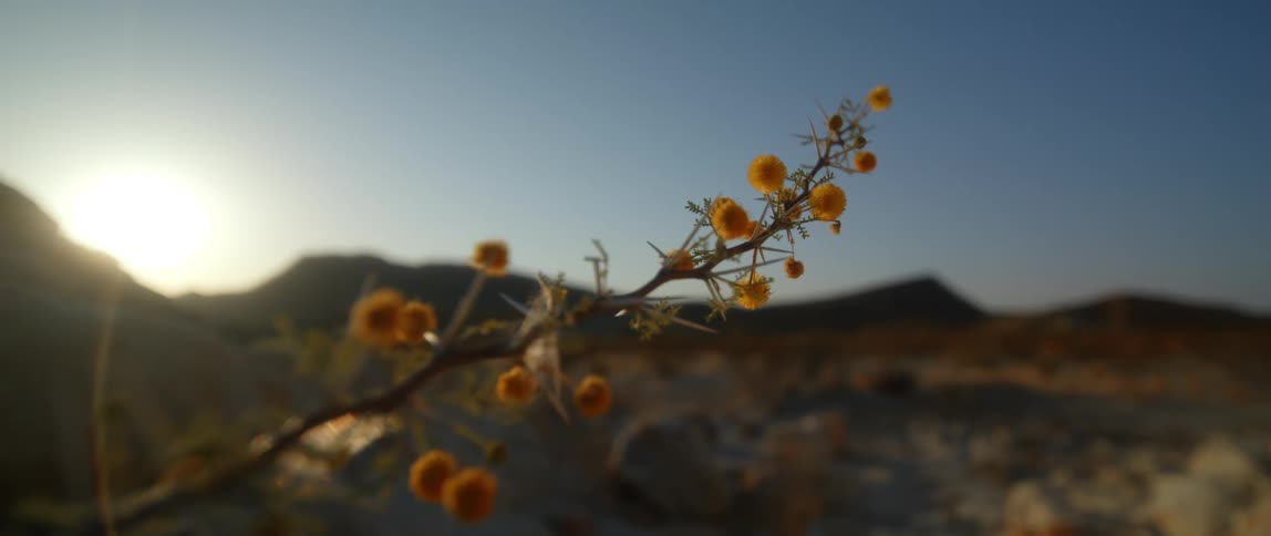 A view of a plant in the desert
