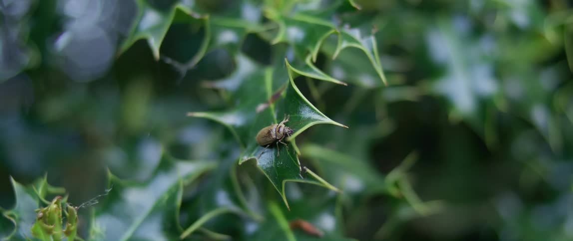 Close up of a bug crawling on a leaf