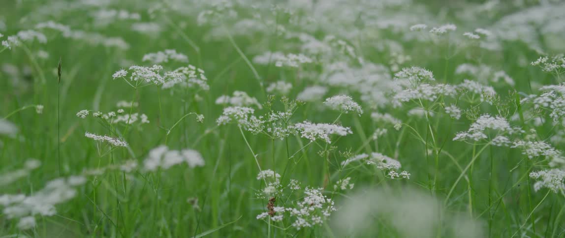 Small white flowers grow in tall weeds in a field