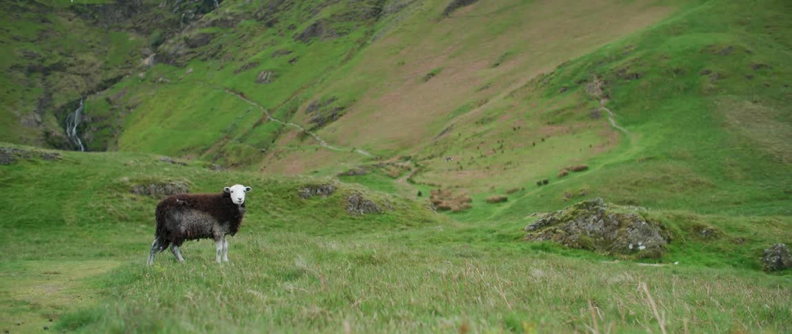 A sheep with a white head and brown coat turns its head then begins to walk