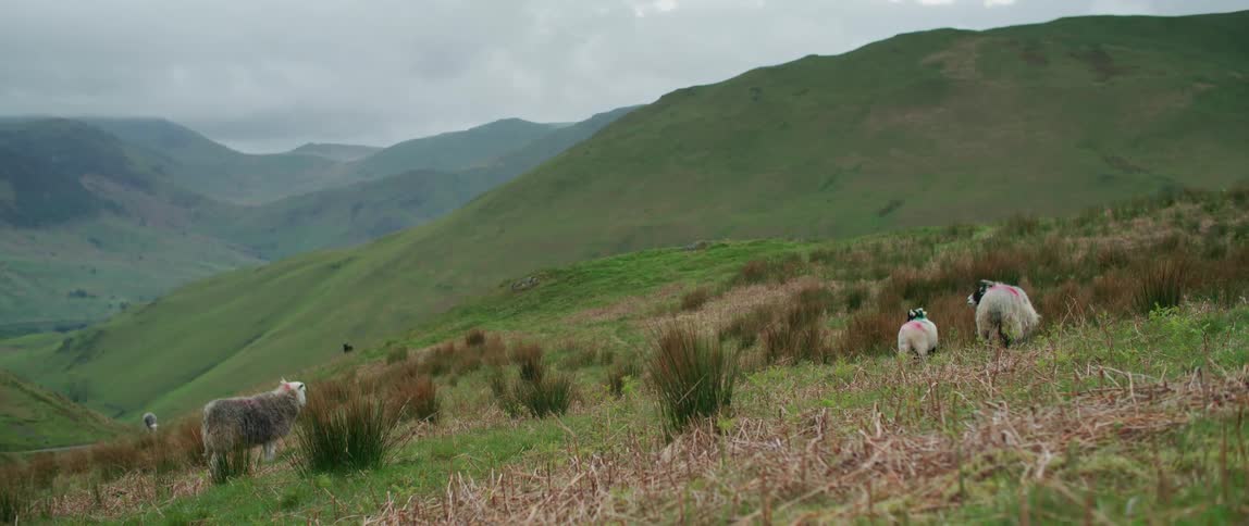 Sheep graze at the bottom of a hill
