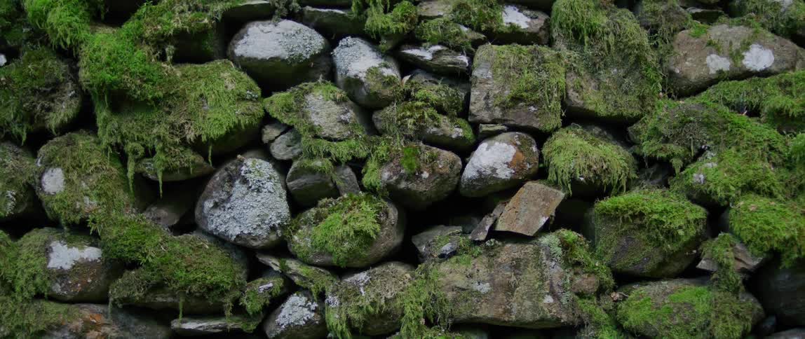Rocks are on the ground covered with moss