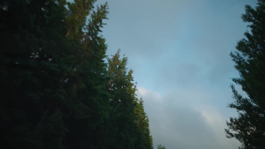 Trees in a wooded area is displayed during midday