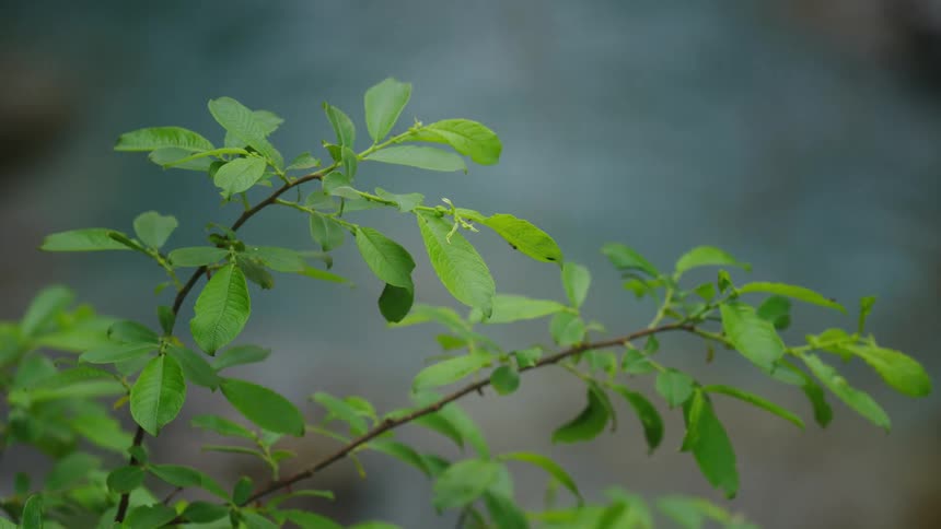 Sunlight shines on the green leaves of a plant as it moves in the breeze