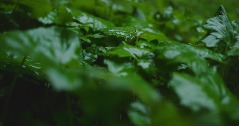 The view is of a green plant that has water on it located outdoors