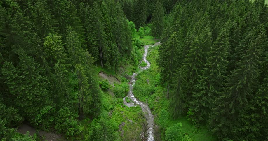The view is of a pathway around the forest area in the day time
