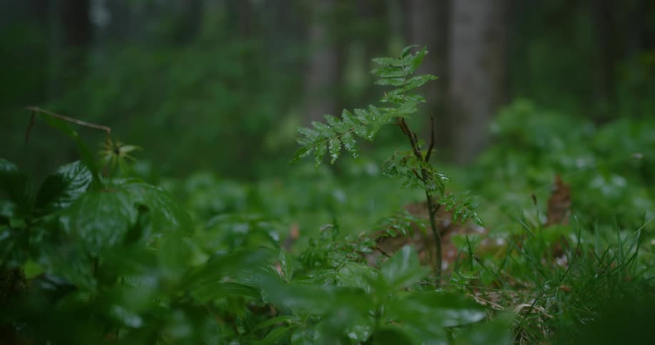 Water drips from the wet leaves of a plant in the forest
