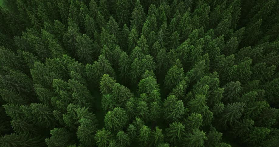 The view is of a bunch of green trees in the forest area