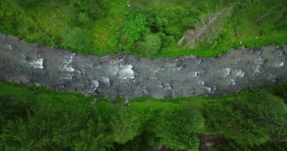 A river streaming around rocks and fallen logs through a lush green forest