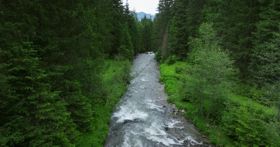 Water rushes down a stream through the woods