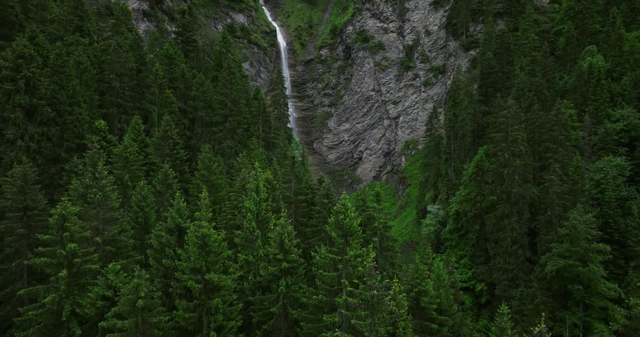 The view is of a water stream surrounded by the forest