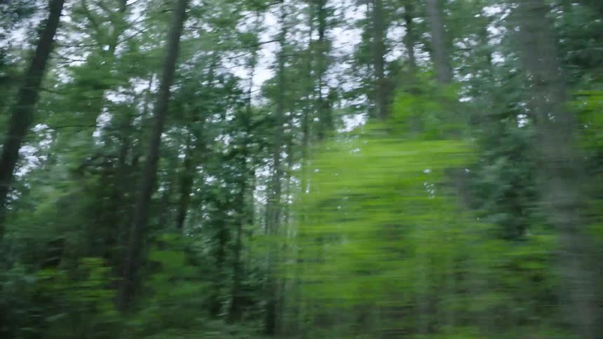 Tall thin trees on a pine tree forest seen from a moving vehicle at daytime