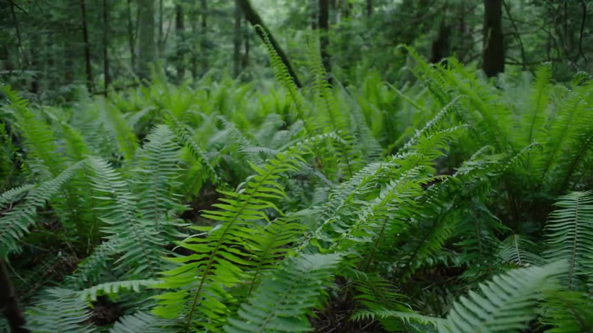 The view is of plants and trees in the forest area