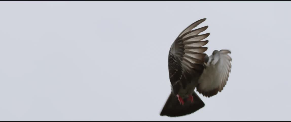 There is a bird flying in the nature area around the middle of the day time