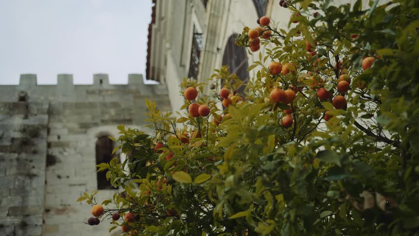Ripe oranges hanging from the branches of a tree close to a castle wall