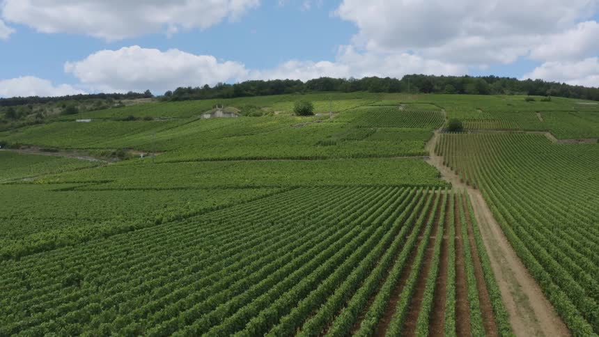 Aerial view of crops in a farm is displayed during spring
