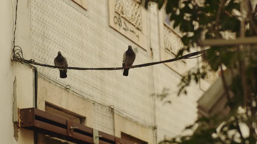 The view is of a small town and birds are flying around