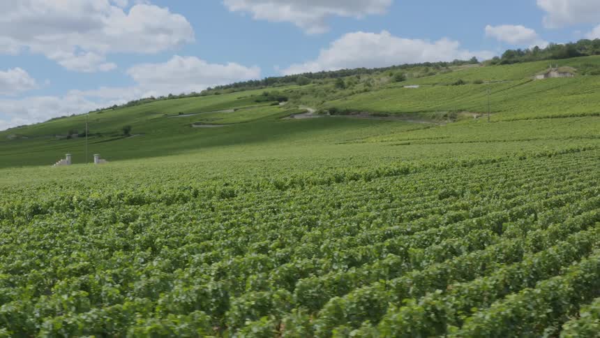The view is of grass lands in the forest area