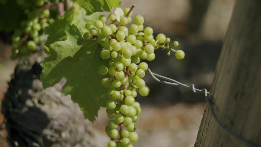 Close up view of grapes on a vine is displayed outdoors