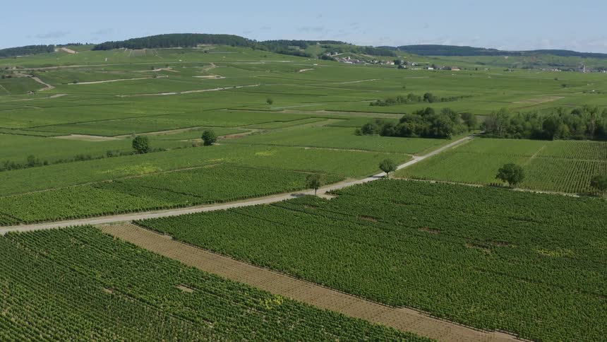 Aerial view of rows of crops growing on the fields at daytime