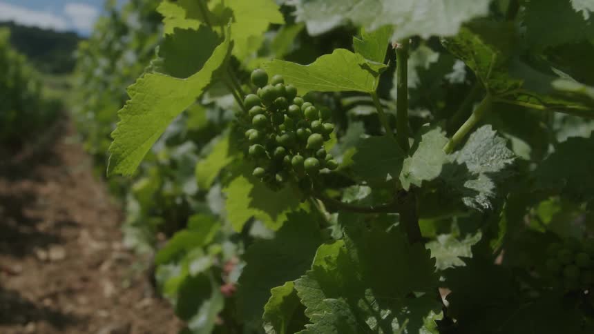 Grapes are growing on a vine at a farm