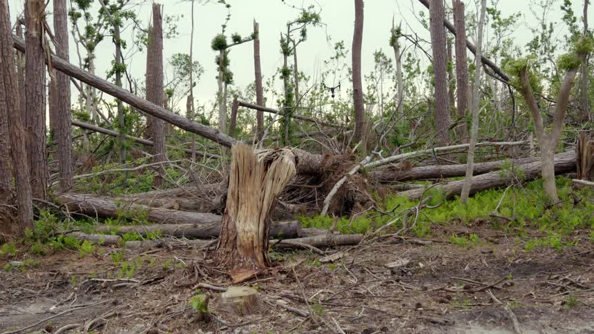 Fallen trees form pile on ground near twisted trunk