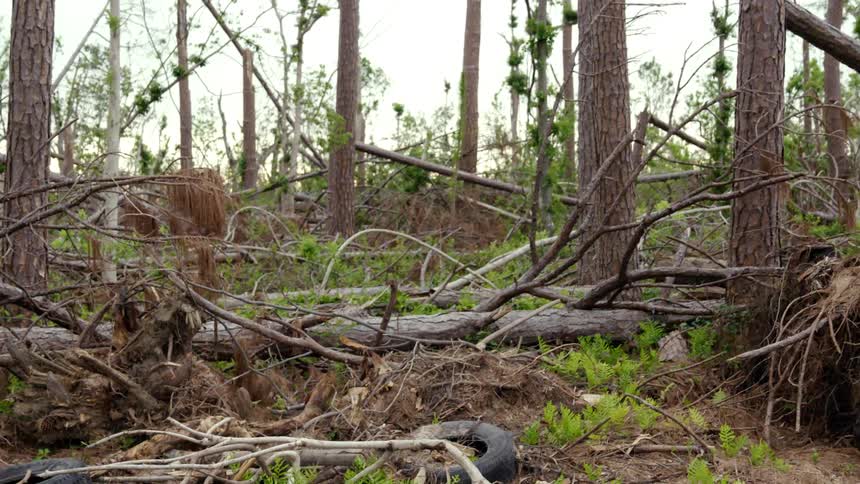 Abandoned tires on the forest ground covered in broken branches from dead trees