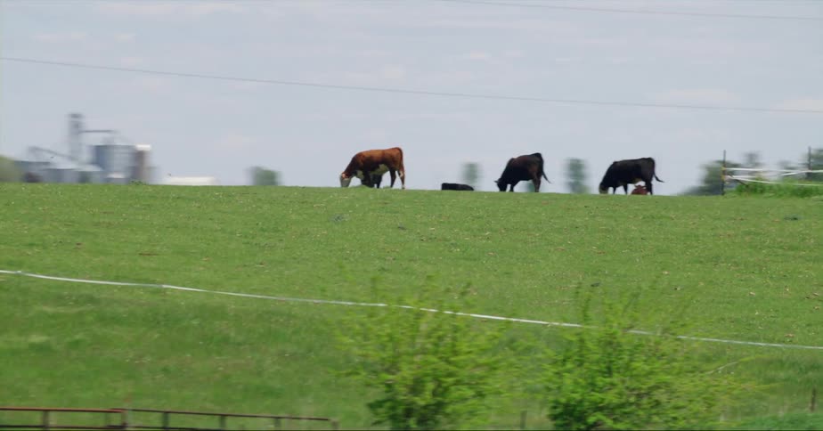 Cowd grazing on the green grass over a hill on a farm close to the road seen from a moving vehicle