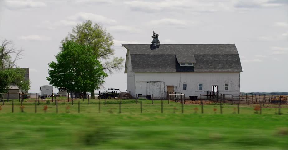 Cows are grazing on grass on a farm in spring