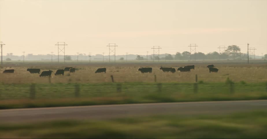 Vehicles move along highway past pasture containing grazing cattle