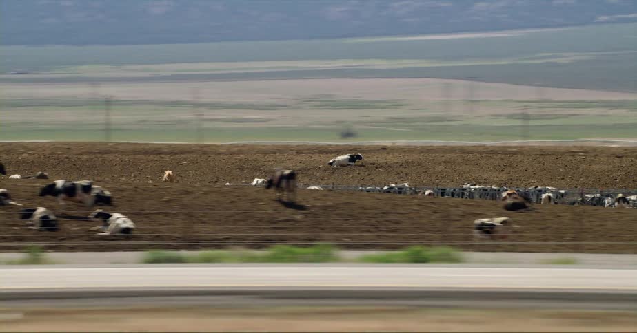 Herd of holstein cows in a field