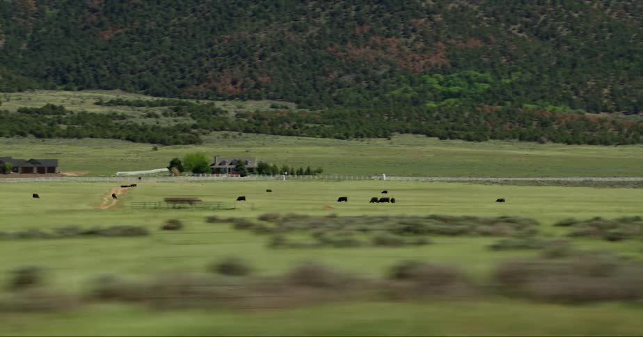 Cattle animals are grazing on grass in a rural area