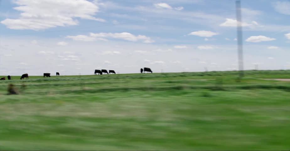 A herd of black cattle grazing on grass in a lush green field under a blue sky