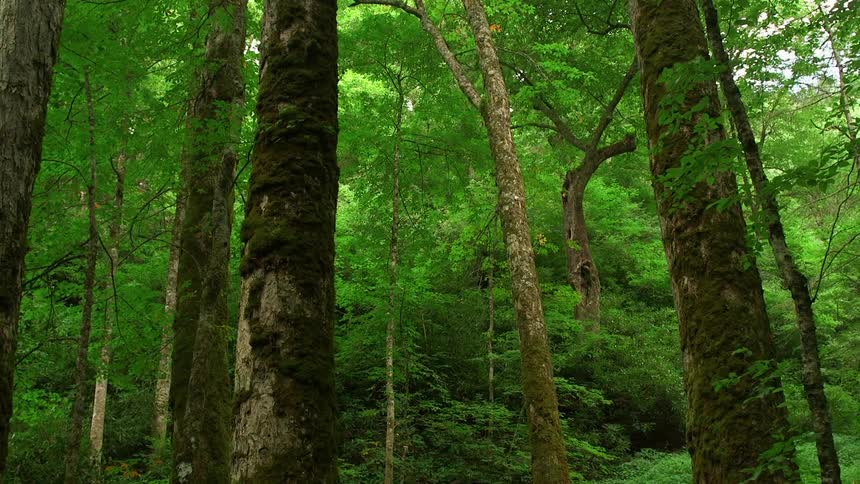 Trees fill this lush forest