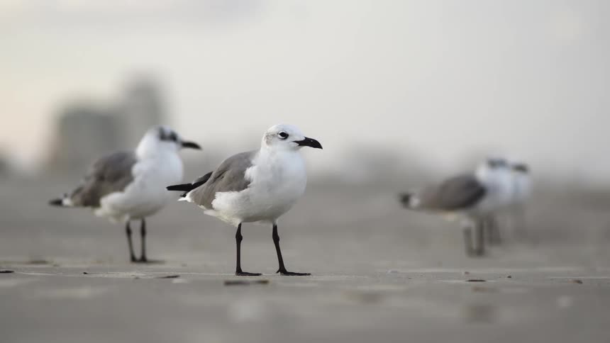 Seagulls rest on a sandy beach at sunset