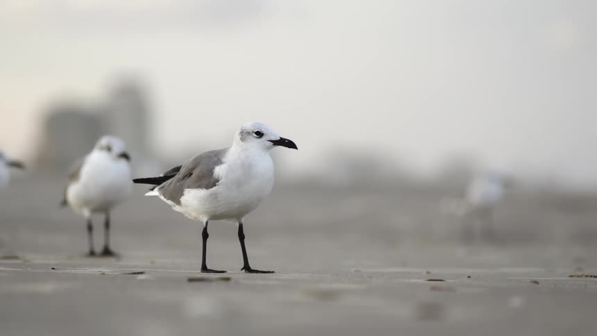 A group of gray seagulls walk together on a gray coast line of sand and pebbles