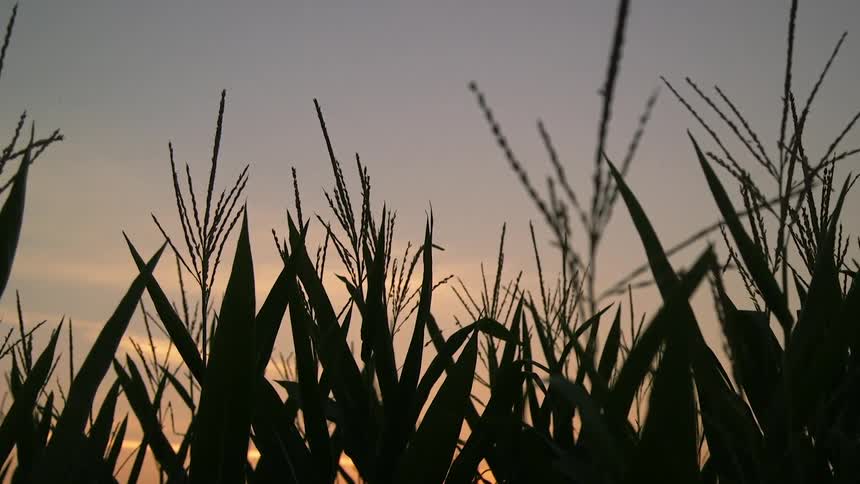 Crops stand against the sky at sunset